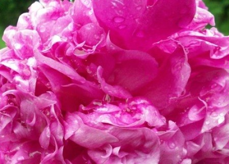 A pink peony blossom.