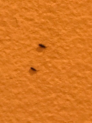 Identifying Small Black Bugs