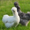 A white and a gray silkie chicken.