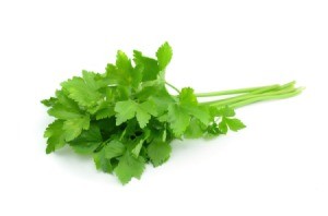 Fresh Cilantro