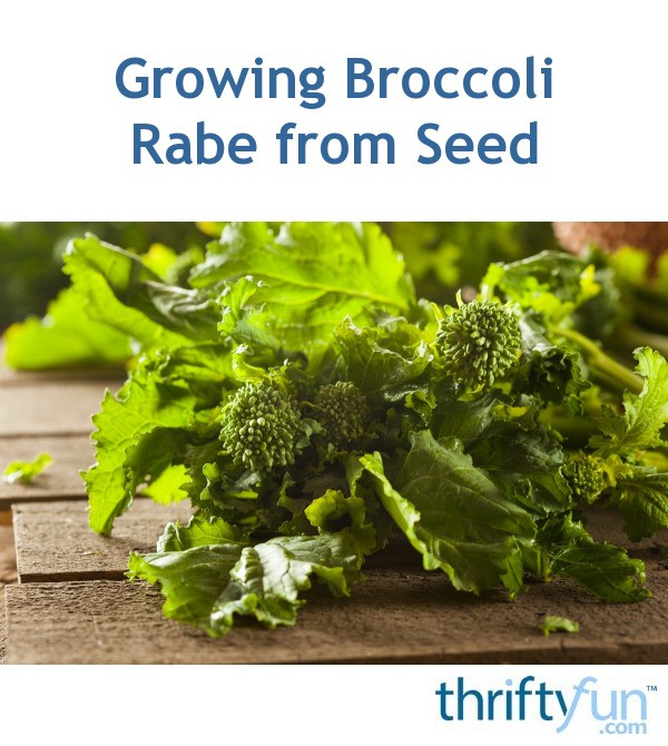 Growing Broccoli Rabe from Seed? ThriftyFun