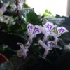 What Is This Houseplant? - plant with trumpet shaped white and purple flowers