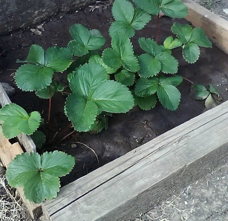 Using Coffee to Fertilize Strawberries - strawberry plants