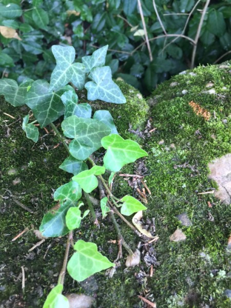 English ivy vines over a mossy rock.