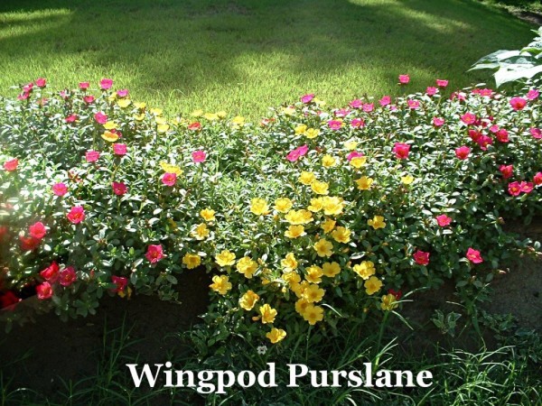 Sunken Gutters For Flower Border Containers - portulaca blooming