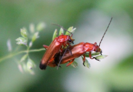 Mating Common Red Soldier Beetles - mating beetles