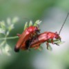 Mating Common Red Soldier Beetles - mating beetles