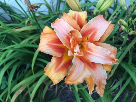 Orange Daylily - orange lily with darker color towards center on petals