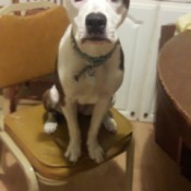 Is My Dog a Full Blooded Pit Bull?