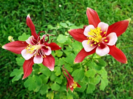 Aquilegia  (Columbine) - red and white flowers
