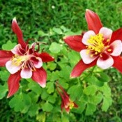 Aquilegia  (Columbine) - red and white flowers