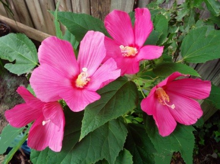 Hibiscus Moscheutos - beautiful dark pink flowers