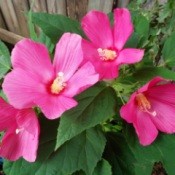 Hibiscus Moscheutos - beautiful dark pink flowers