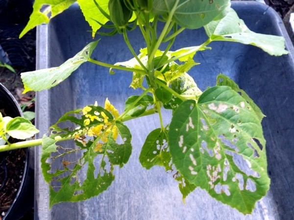 Hibiscus Moscheutos - another plant with white fly leaf damage