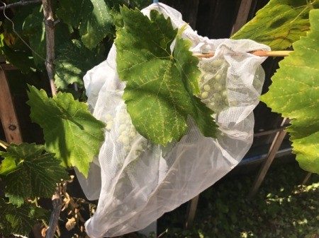 Paint Strainers to Protect Grapes