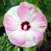 Hibiscus Pink Swirl - pink and white  bloom with dark red center