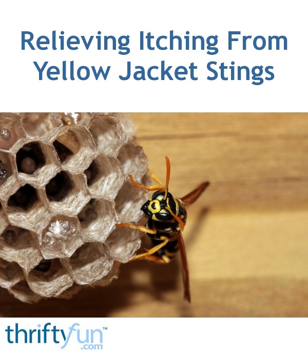 yellow jacket sting swelling