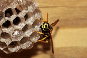 Close up of a yellow jacket and its nest.