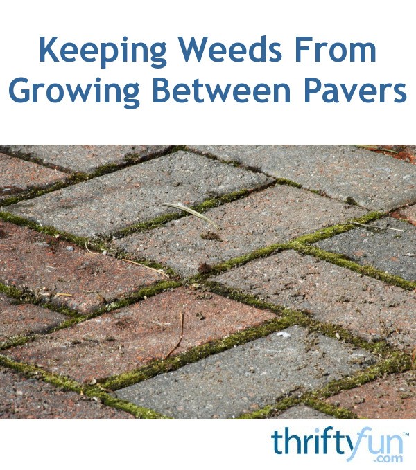 Keeping Weeds From Growing Between Pavers ThriftyFun