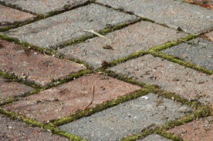 Moss and weeds growing between pavers.