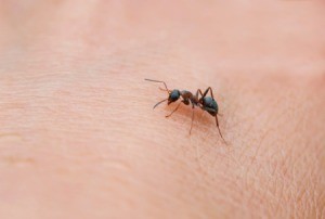 An ant crawling a person's skin.