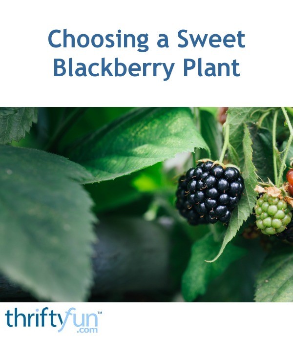 Choosing a Sweet Blackberry Plant ThriftyFun