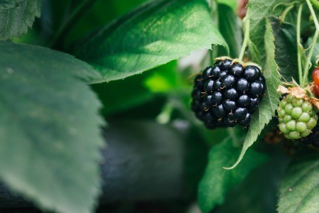 A large blackberry growing on a blackberry plant.