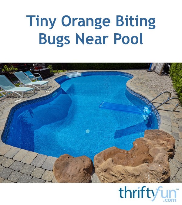 tiny-orange-biting-bugs-near-pool-thriftyfun