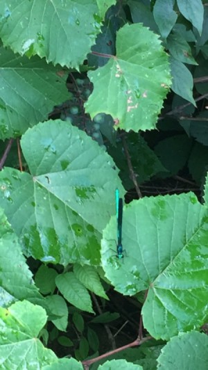 A dragonfly on a leaf after a rainfall.