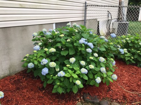 Hydrangea Blooming More Near Bottom of Plant