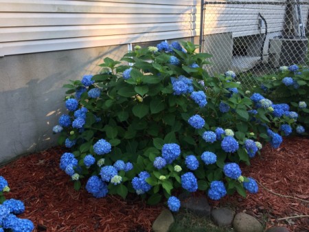 A hydrangea bush that is blooming at the bottom more than at the top.