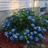 A hydrangea bush that is blooming at the bottom more than at the top.