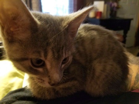 Sir Isaac Newton (Grey Tabby) - gray tabby kitten