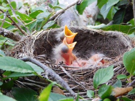 Hungry Baby Robins In Their Nest - babies with mouths open