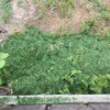 Use Yard Clippings to Keep Weeds Away - grass clipping as mulch