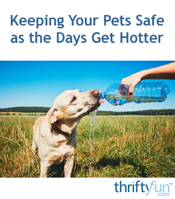 Keeping Your Pets Safe as the Days Get Hotter ThriftyFun