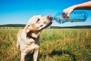 Keeping Your Pets Safe as the Days Get Hotter - dog drinking from water bottle