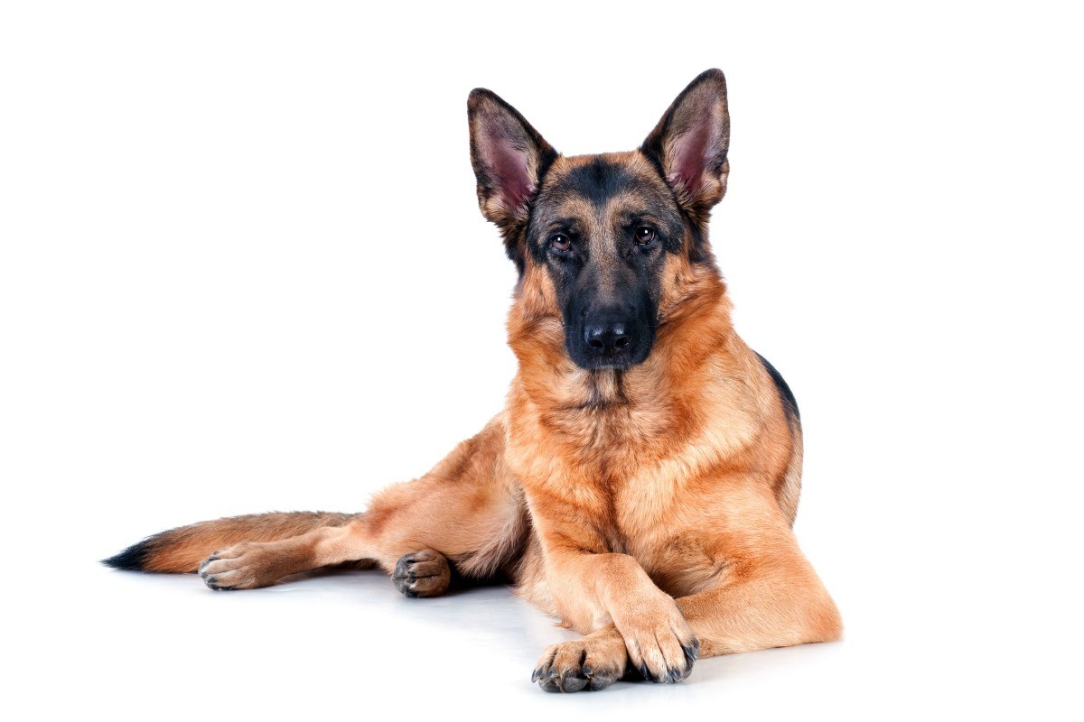 Is My Dog a Pure Bred German Shepherd? | ThriftyFun
