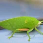 A green katydid or leaf bug on a smooth surface.