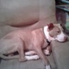 Is My Dog a Pure Bred Pit Bull? - tan and white dog on chair