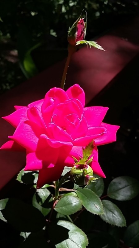 Sun Rays Flicker on Rose Blossom