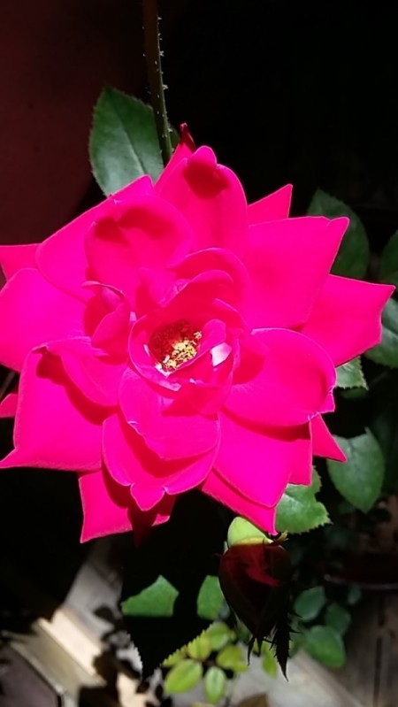 Sun Rays Flicker on Rose Blossom - sunlight on red rose