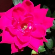 Sun Rays Flicker on Rose Blossom - sunlight on red rose