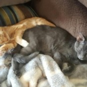 Peanut and Taylor (Tabby Cats) - gray and and orange and white tabby cats