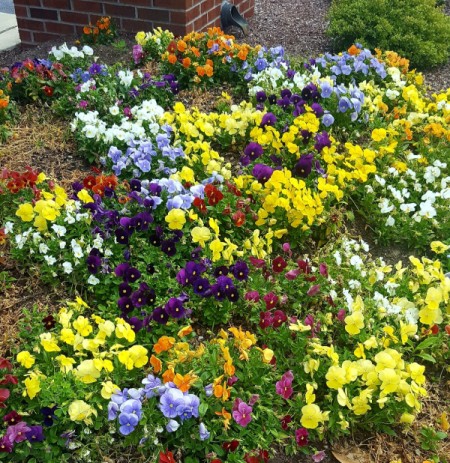 A Beautiful Assortment of Pansies