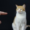 A cat owner pointing at a cat guilty of peeing in the house.