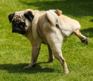 A pug peeing in someone's yard.