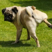 A pug peeing in someone's yard.