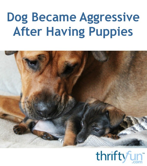 maternal aggression in dogs