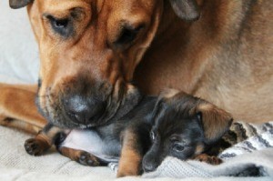 A mother dog with one if her puppies.